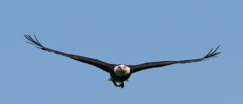 File:Haliaeetus leucocephalus7 (softeis).jpg