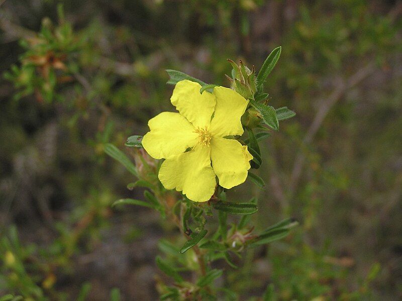 File:Hibbertia acuminata.jpg