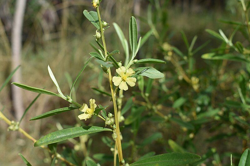 File:Hibbertia brevipedunculata.jpg