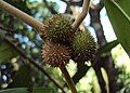 Galls on Hopea ponga at Peravoor