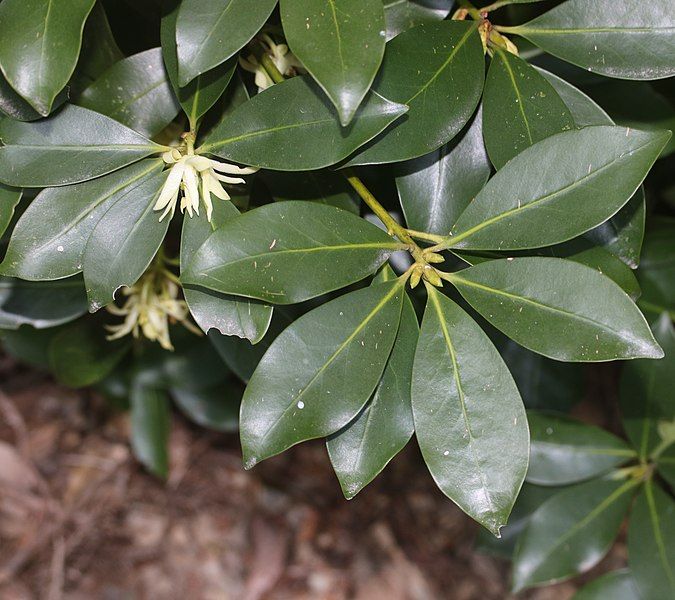 File:Illicium anisatum (leaf).jpg