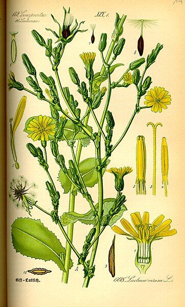 File:Illustration Lactuca virosa0.jpg