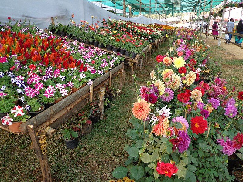 File:Kalpetta Flower Show.JPG