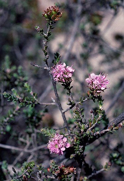 File:Kunzea micromera.jpg