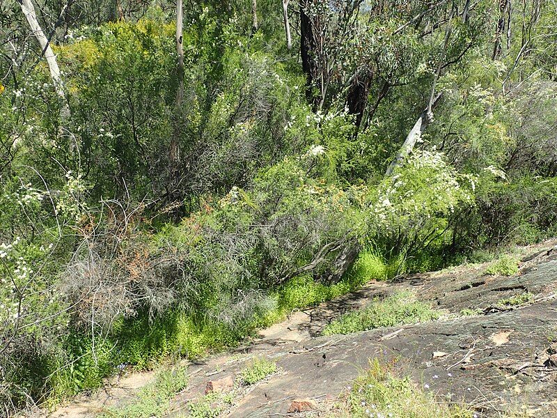 File:Kunzea occidentalis habit.jpg