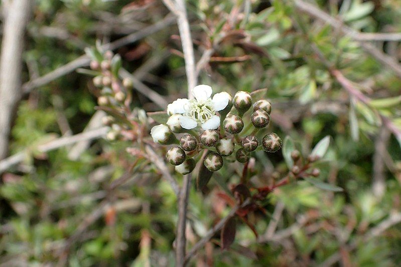 File:Kunzea sinclairii kz1.jpg