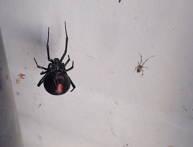 File:Latrodectus-mirabilis-female-2.jpg