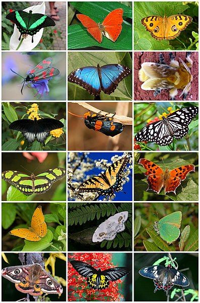 File:Lepidoptera Diversity.jpg