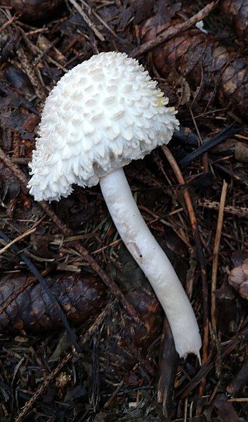 File:Leucoagaricus nympharum2.jpg