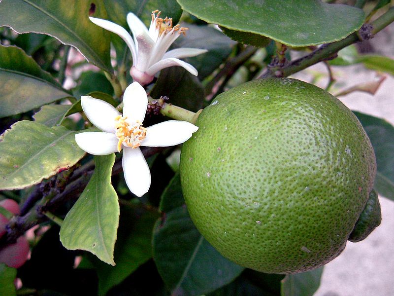 File:Lime Blossom 2.jpg