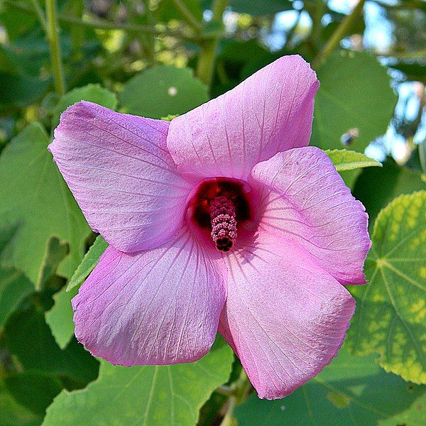 File:Lindenleaf Rosemallow (5797712838).jpg