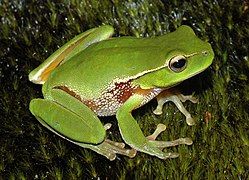 Litoria phyllochroa