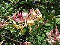 Lonicera caprifolium