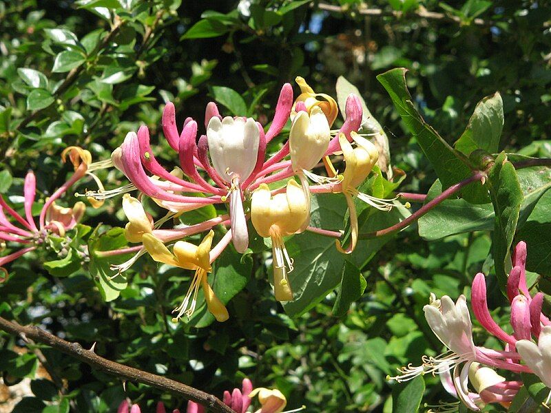 File:Lonicera caprifolium003.jpg