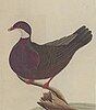 A painting of the Lord Howe Island Pigeon by George Raper