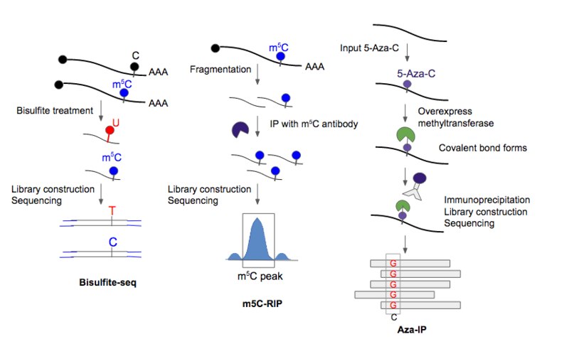 File:M5C methods v3.png