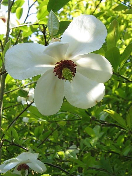 File:Magnolia sieboldii02.jpg