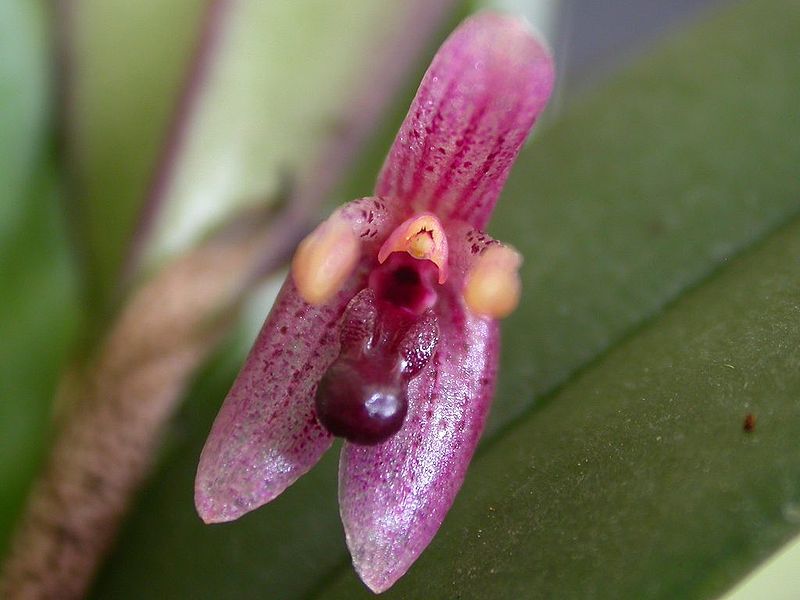 File:Myoxanthus seidelii.jpg