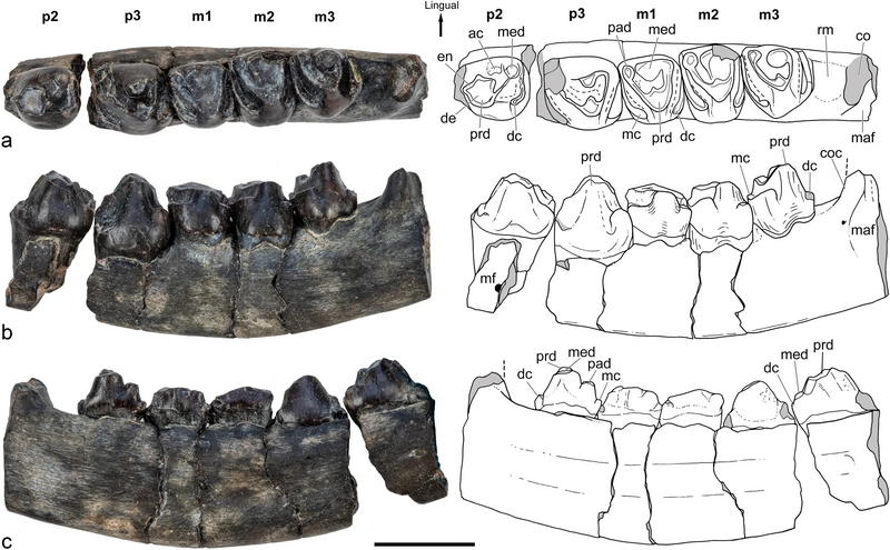 File:Orretherium tzen dentary.webp