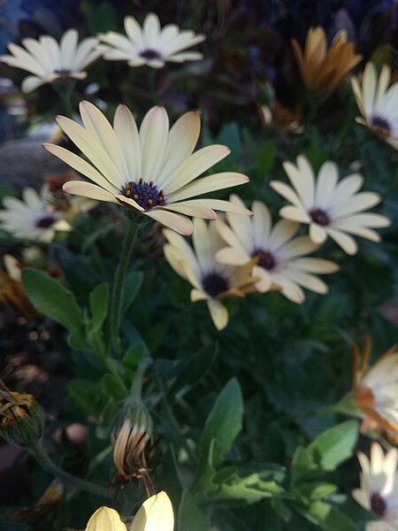 File:Osteospermum in palestine.jpg