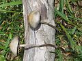 Panaeolus olivaceus