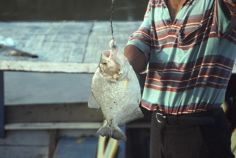 File:Peru - PiranhaFishing.jpg