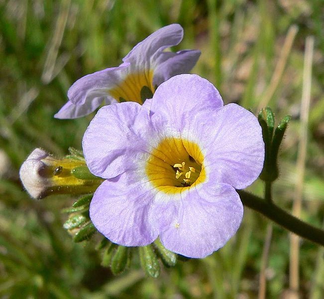 File:Phacelia fremontii flower.jpg