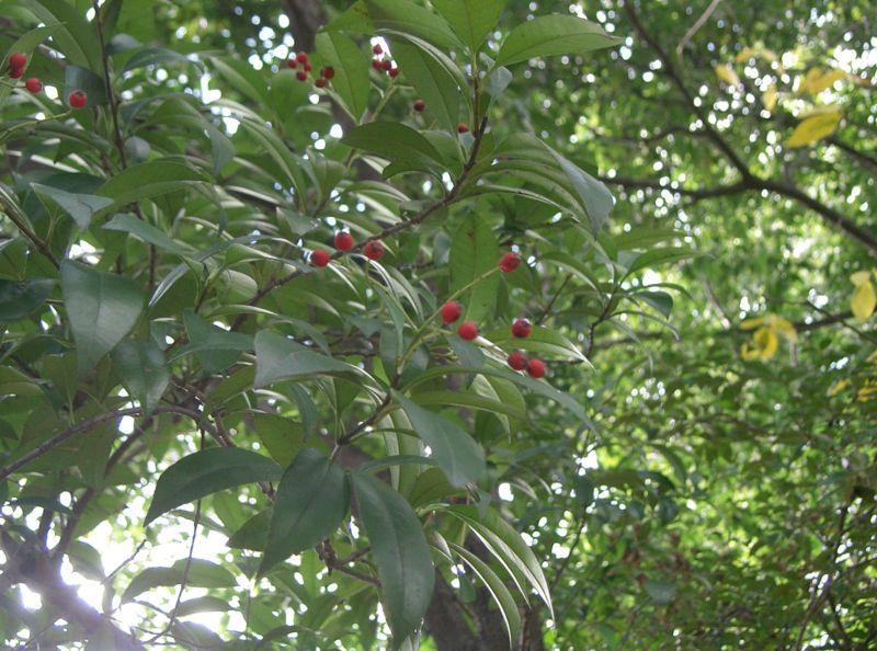 File:Photinia glabra3.jpg