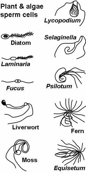 File:Plant sperm.png