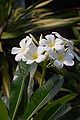 Plumeria rubra white form