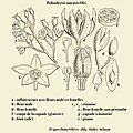 Detailed anatomy of flower, fruit and winged seed. Line drawing by Daniel Oliver (publisher of genus)