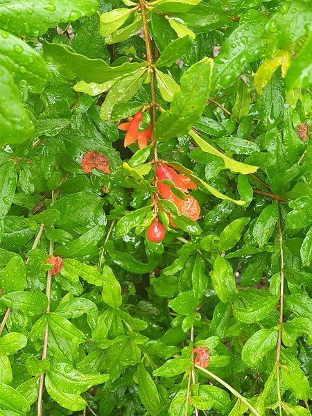 File:Pomegranate in Chittar.jpg