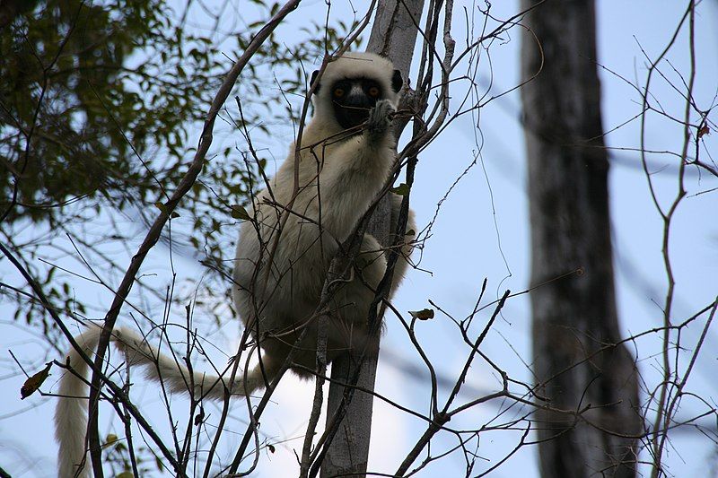 File:Propithecus deckenii2.jpg