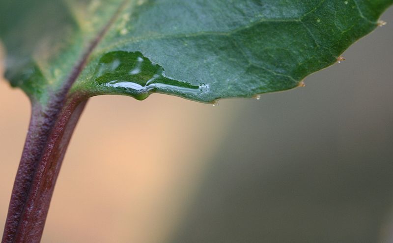 File:Prunus africana nectaries.jpg