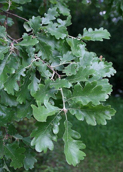 File:Quercus pubescens 1.jpg