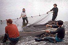 Men and women hauling a fishing net onto a beach on the Quileute Indian Reservation