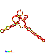 isrC Hfq binding RNA: Predicted secondary structure taken from the Rfam database. Family RF01387.