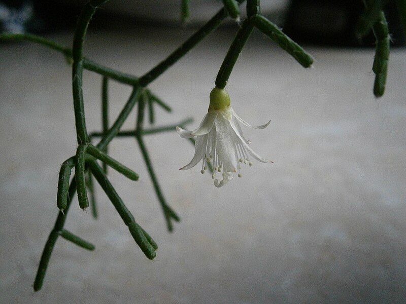 File:Rhipsalis cereuscula 01.jpg