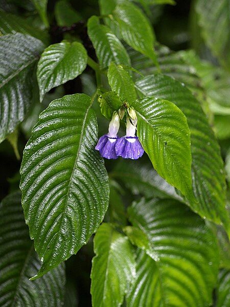 File:Rhychoglossum azureum.jpg