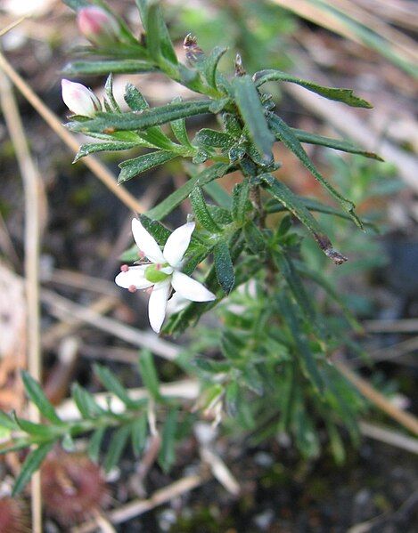 File:Rhytidosporum procumbens.jpg