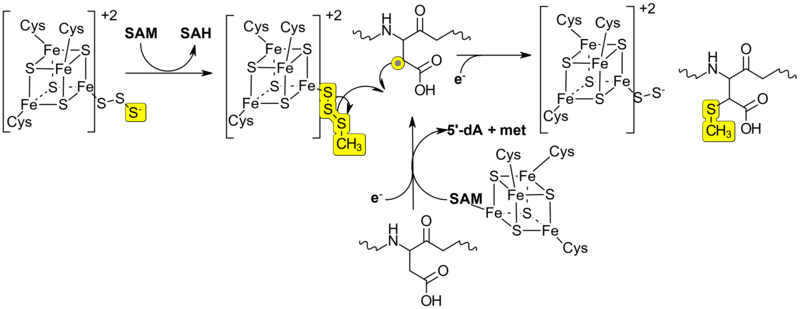 File:RimO thiomethyltransferase mechanism.png