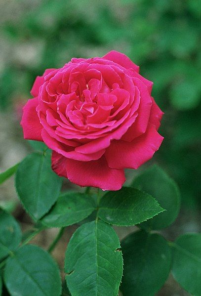 File:Rosa 'Tom Wood'.jpg