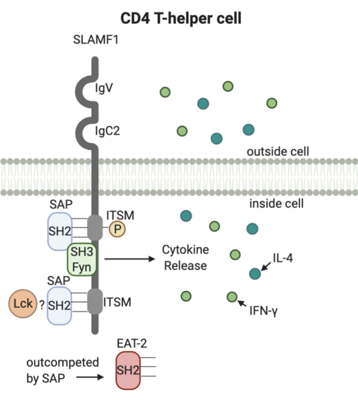 File:SLAM signaling.png