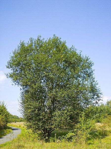 File:Salix caprea 036.jpg