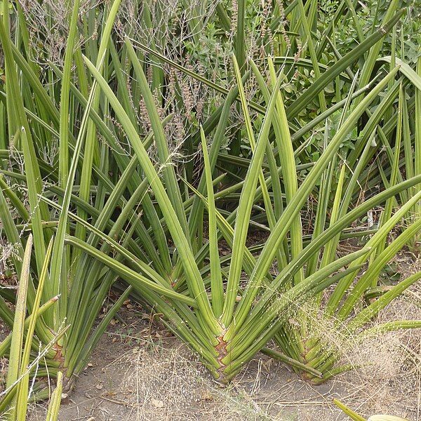 File:Sansevieria ehrenbergii.jpg