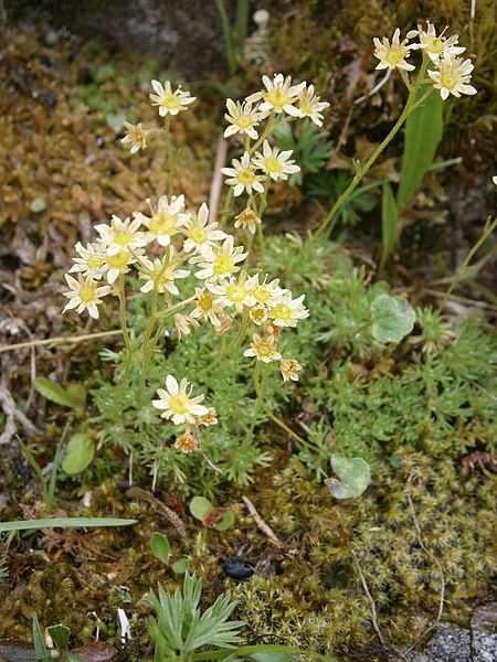 File:Saxifraga exarata RHu.JPG