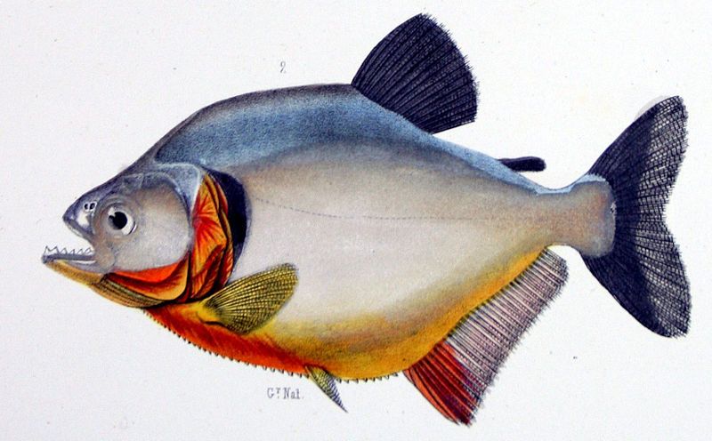 File:Serrasalmus humeralis.jpg