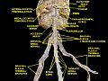 Spinal cord. Brachial plexus. Cerebrum. Inferior view.Deep dissection.