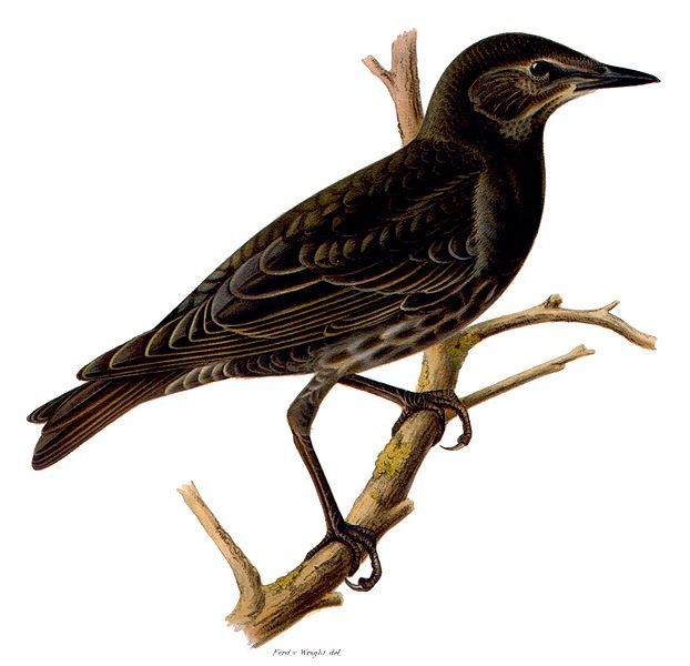 File:Sturnus vulgaris, ung.jpg