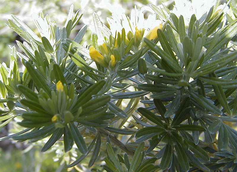 File:Teline linifolia.jpg